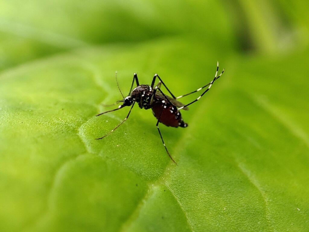 aedes